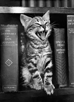 Retro Animal Images Drucke: Tabby kitten on a bookshelf