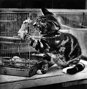 Funny Pet Pictures Drucke: Tabby kitten with caged mouse