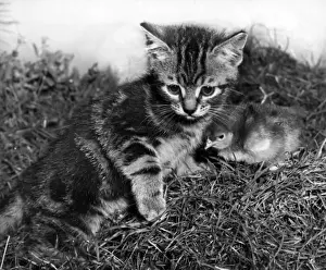 Katzenkatze und Hühnchenschlupf