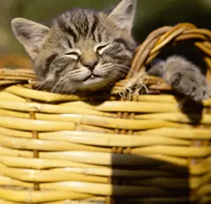 Unusual Animal Friends Drucke: Tabby kitten dozing in a basket