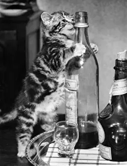 Funny Pet Pictures Drucke: Tabby kitten with drinks tray