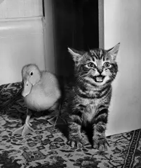 Katze Drucke: Katzenkatze und Gänseklein