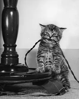 Cute Kittens Online Drucke: Tabby kitten with electric cable