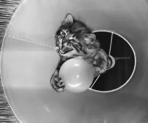 Retro Pet Pictures Drucke: Tabby kitten with light bulb