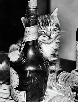 Katze mit Tabattierflasche