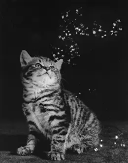 Unusual Animal Friends Drucke: Tabby kitten looking up at bubbles