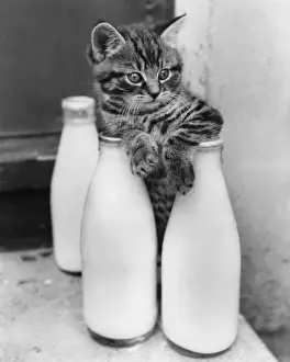 Katze Drucke: Katze mit drei Pints Milch