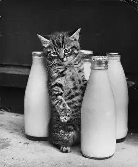 Katze mit vier Pints Milch.