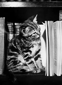 Cute Tabby Kittens Drucke: Tabby kitten reading a book