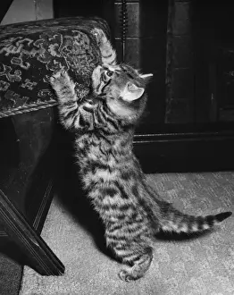 Ein Katzenbaby schärft seine Krallen an einem Stuhl.
