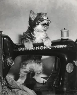 Katze mit Tabattyp, die ein Schneidermaschine von Singer benutzt