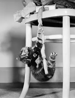 Unusual Animal Friends Drucke: Tabby kitten with string of sausages