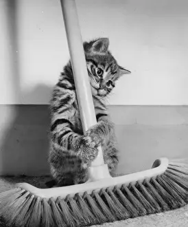 Katze mit Tabby-Muster und Besen.
