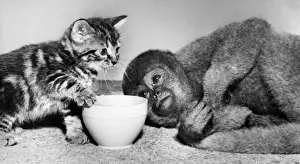 Unusual Animal Friends Drucke: Tabby kitten and woolly monkey
