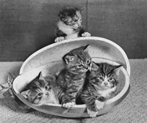 Tabby Kittens Drucke: Four tabby kittens with Easter egg container