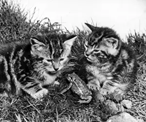 Vintage Cat Photography Drucke: Two tabby kittens and a frog