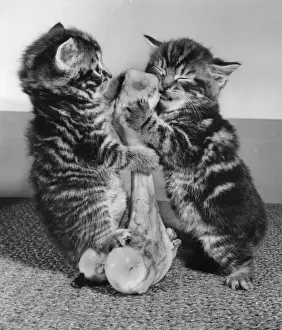 Vintage Kitten Photography Drucke: Two tabby kittens with a large bone