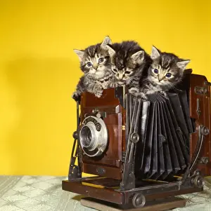 Drei Katzen mit Tabattattoo auf einem alten Kameraschuss