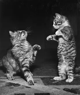 Vintage Kitten Photography Drucke: Two tabby kittens playing a game