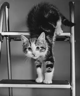 Katze mit Tabattigem Fell auf einem Stuhl