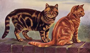 Drucke von Ein brauner Tabby-Katze sitzt auf einer Mauer mit einem orangen Tabby. Datum: 1903 Verwandte Bilder Drucke: Zwei Kater auf einem Wand