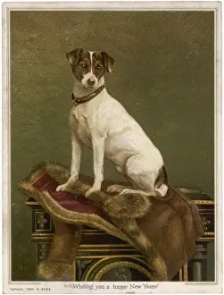 Historical Dog Images Drucke: Tabled Terrier