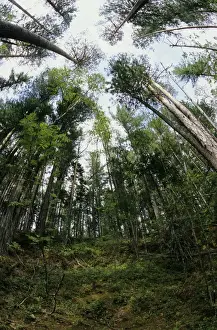 Coniferous Trees Drucke: Taiga-forest canopy, mostly of pine trees