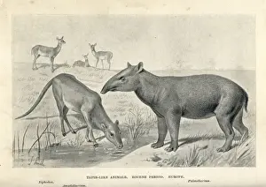 Drucke von Tieren wie Tapire des eozänen Zeitalters... Lithografie nach einer Illustration von J.Smith aus dem 'Extinct Monsters und Creatures of Other Days', Chapman and Hall, London Tapir Drucke: Eocänen Ähnliche Tiere der Tapire