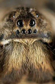 Drucke von Gottesknopf-Spinnenwolf – Gesicht (Trochosa singoriensis) Südtuwa, Russland Spinnen Drucke: Gottesspinne - Gesicht