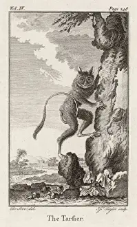 Drucke von (Tarsiusr Bancanus) Dies ist wahrscheinlich der westliche Tarasier, welcher im Osten lebt. Es wird als Prosimia klassifiziert Lorisidae Drucke: Tarsier - 2