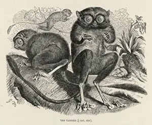 Drucke von (Tarsiusrus bancaenus) Dies ist wahrscheinlich der West-Tarrier, der im Osten lebt. Es wird als Prosimia klassifiziert Primaten Drucke: TARSIER