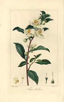 Botanisch Drucke: Tee, Camellia sinensis, ursprünglich aus China