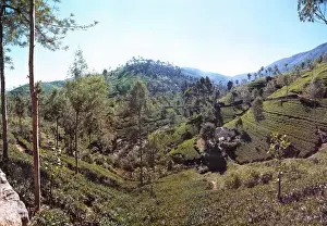 Tea Plantation Scenery Asia Drucke: Tea fields, Sri Lanka