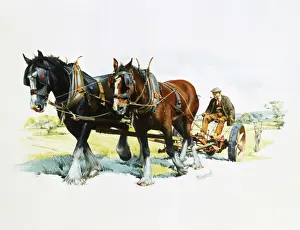 Malcolm Greensmith Artwork Drucke: A team of working horses at work