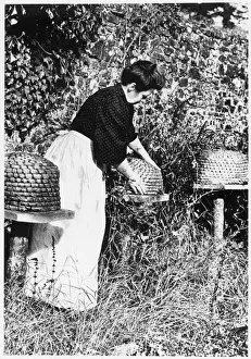 Honey Production Process Drucke: Tending the Bees