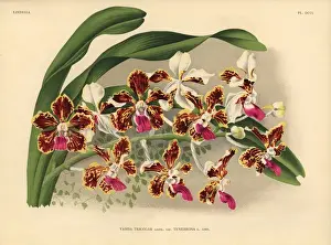 Botanisch Drucke: Schattenhafter Hybrid von Vanda tricolor-Ros Orchidee