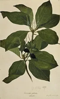 Dicotyledonous Flowering Plants Drucke: Terminalia glabrata