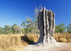Termiten Hügel