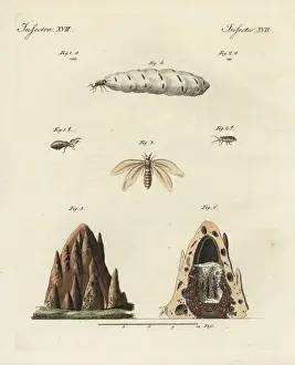 Copperplate Engravings Online Drucke: Termites and mound