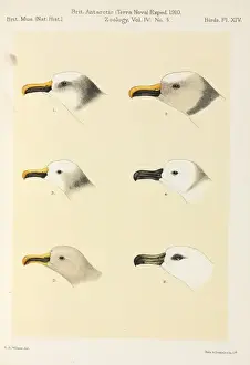 Vögel von Terra Nova berichten