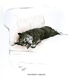 Terrier Breeds Drucke: Terrier lying on a sofa