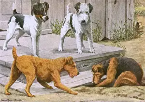 Terriers