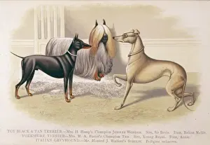 Yorkshire Terrier Pictures Drucke: Terriers and Greyhound