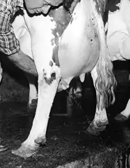 Drucke von Überprüfen der Milchröhren von Milchkühen, bevor sie an ein mechanisches Milchmaschinensystem befestigt werden Rinder Drucke: Testen der Milchbeute eines Rindes