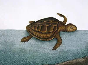 Mark Catesby Prints Drucke: Testudo marina, loggerhead turtle