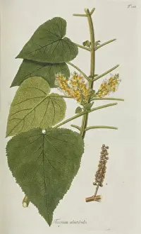 Lamiaceae Plant Species Drucke: Teucrium abutiloides