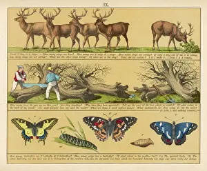 Vintage Wildlife Images Drucke: TEXTBOOK / 1880 / PLATE 9
