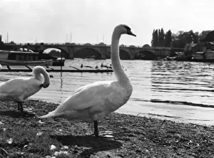 Thames-Schwanen