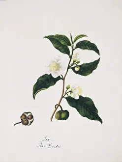 Die Thea viridis ist Tee