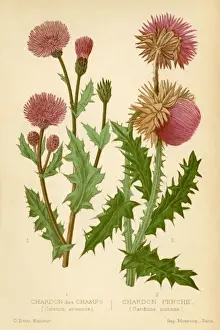Vintage Plant Illustrations Drucke: THISTLES